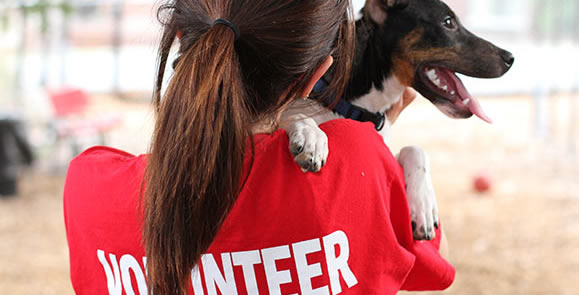 Volunteering at an animal shelter
